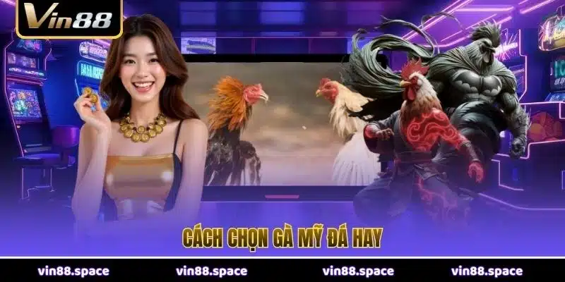 Cách chọn gà Mỹ đá hay