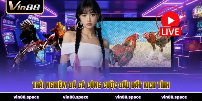 Trải nghiệm đá gà cùng cuộc đấu đầy kịch tính